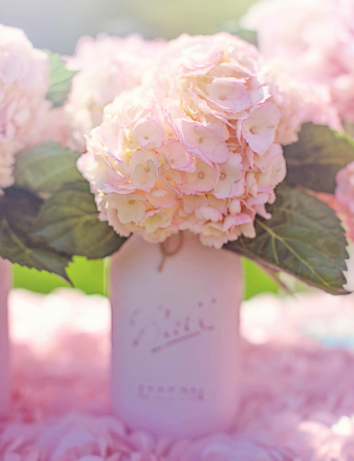 수국 개화 시기