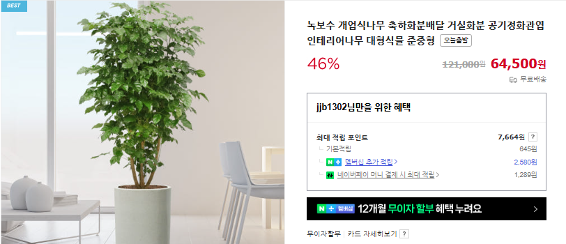 녹보수 키우는 법 및 잎이 떨어지는 이유 (+ 꽃말 물 주기 진드기 해피트리 차이점)