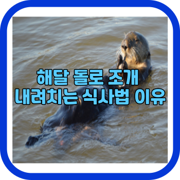 해달 돌로 조개 내려치는 식사법 이유