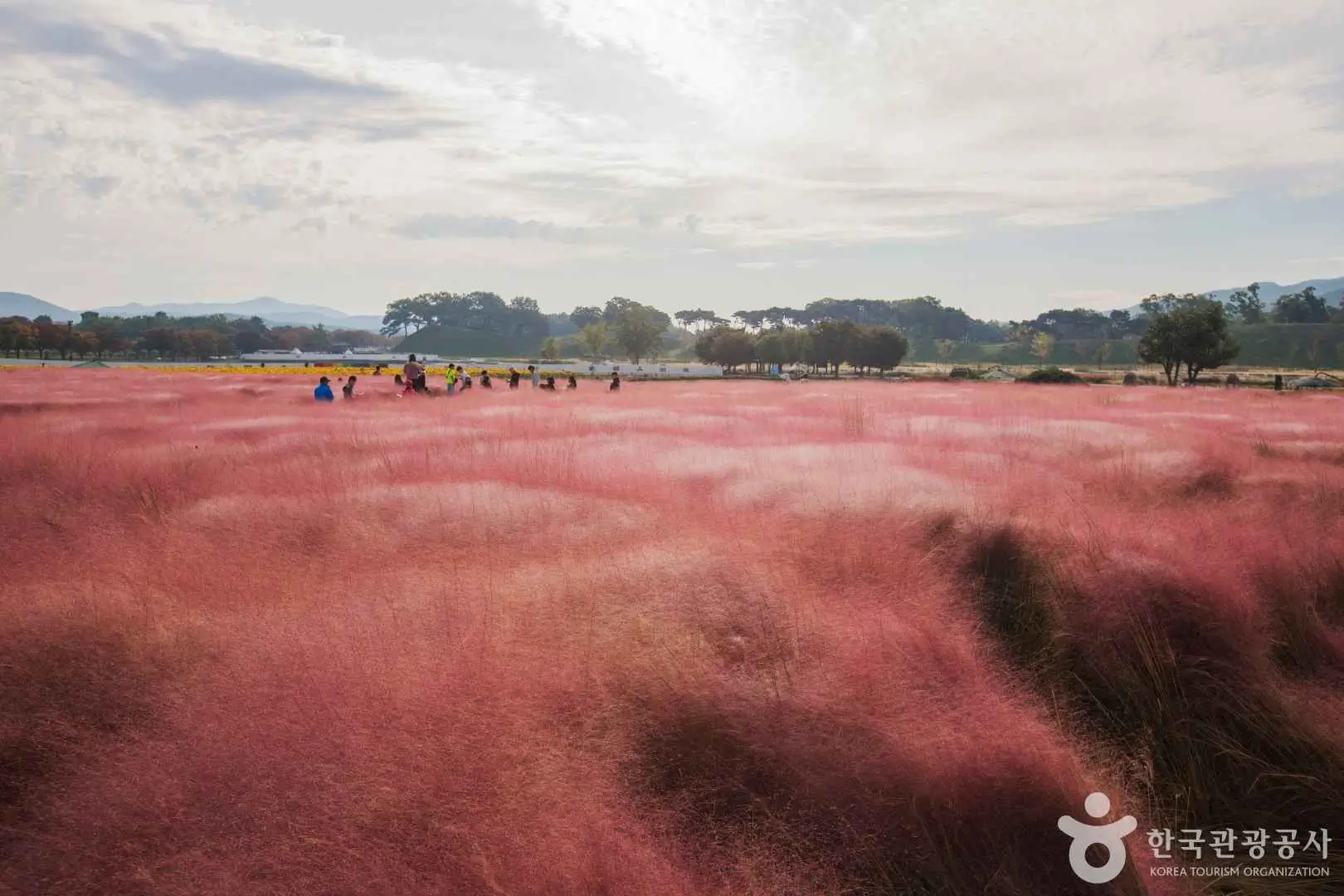 경주 첨성대 핑크뮬리