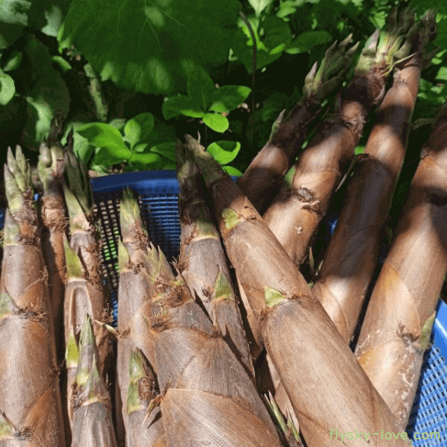 은은하고 담백한 죽순