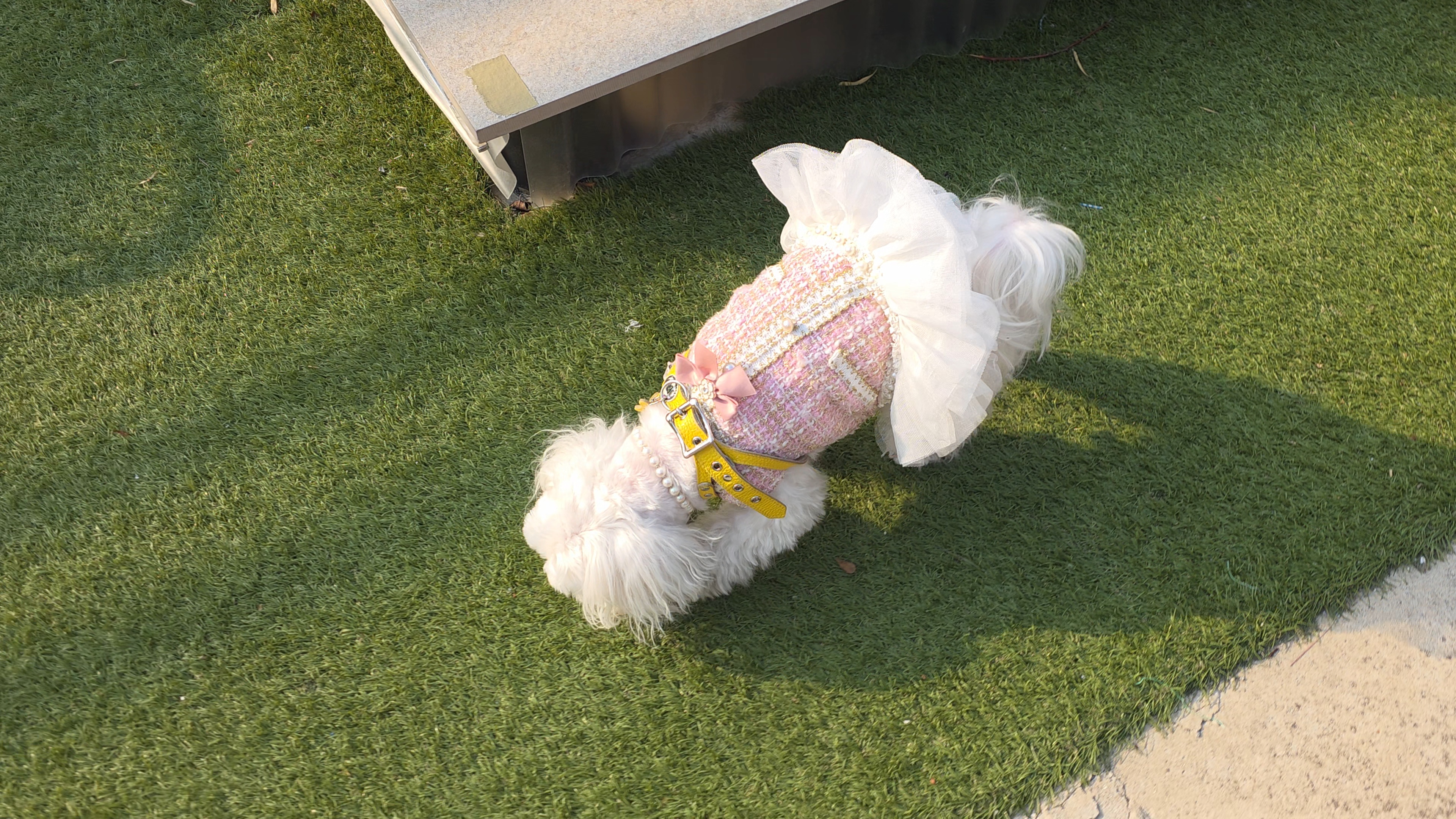 반려견과 함께한 친화적인 스페이스530 카페 방문기