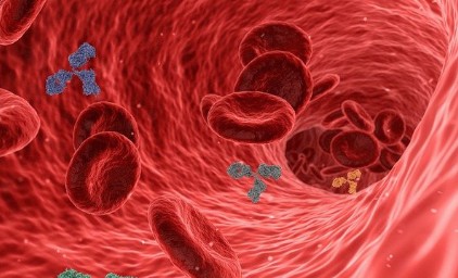 혈관건강에 도움