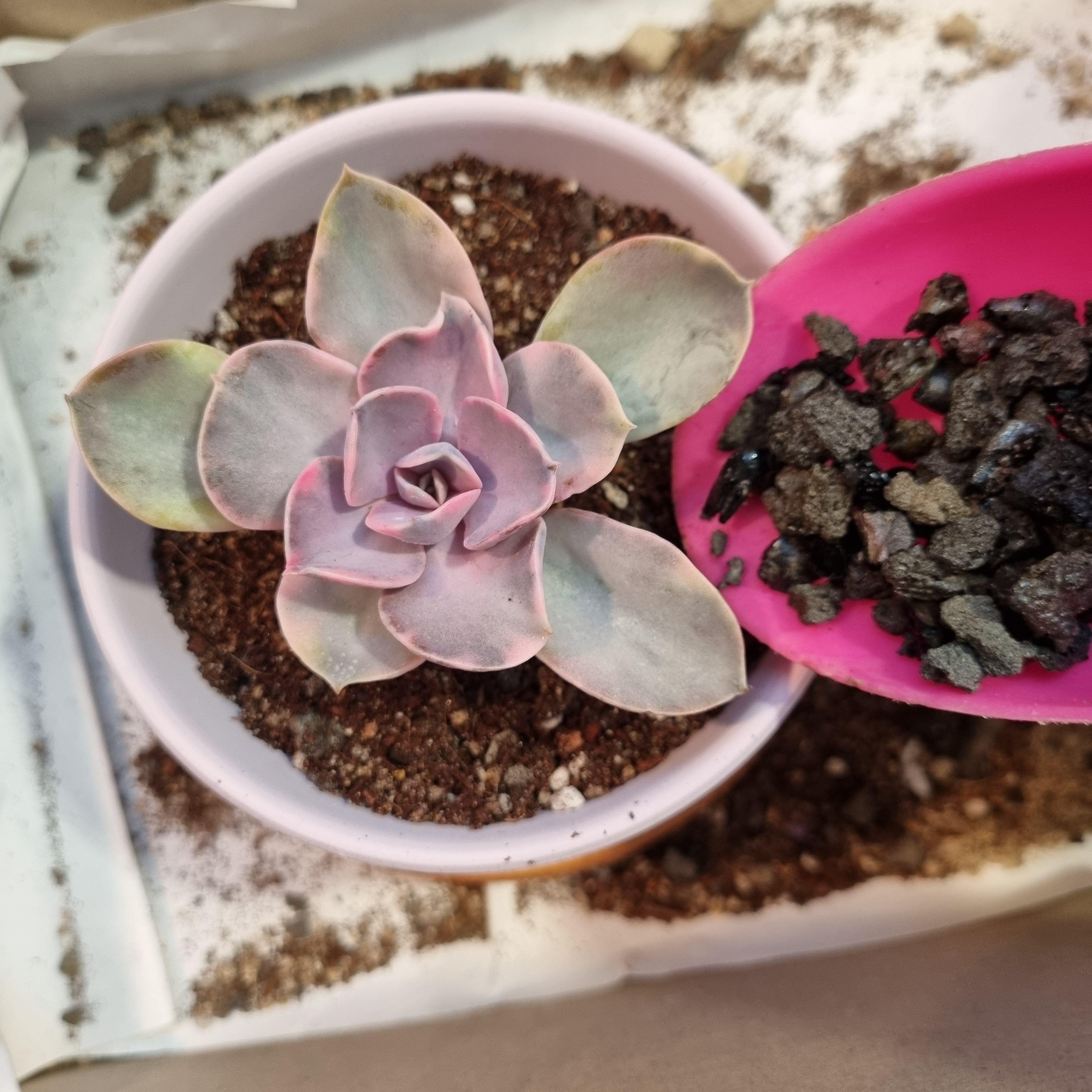 화산석 또는 블랙마사토