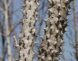엄나무 효능 부작용 재배방법 총정리(최신)