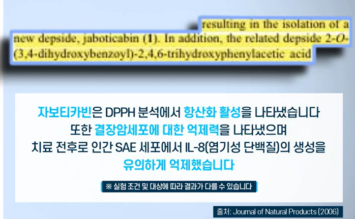 자보티카바 효능