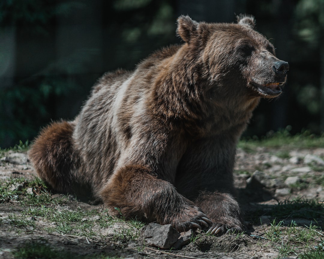 Bears