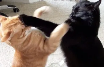 "고양이