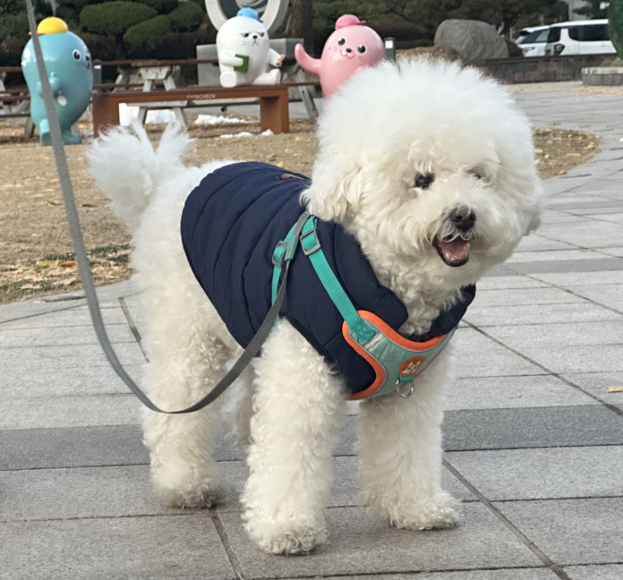 가족에게 적합한 강아지 품종 선택 방법