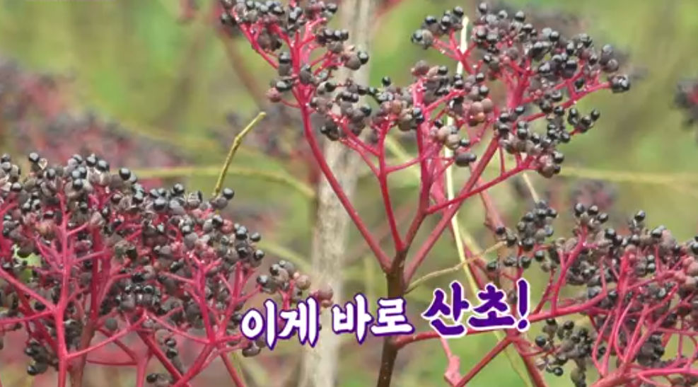 하동 산초 열매