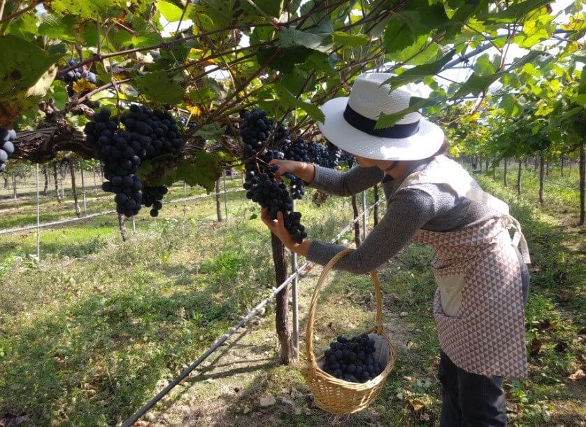 영천 벵꼬레와이너리