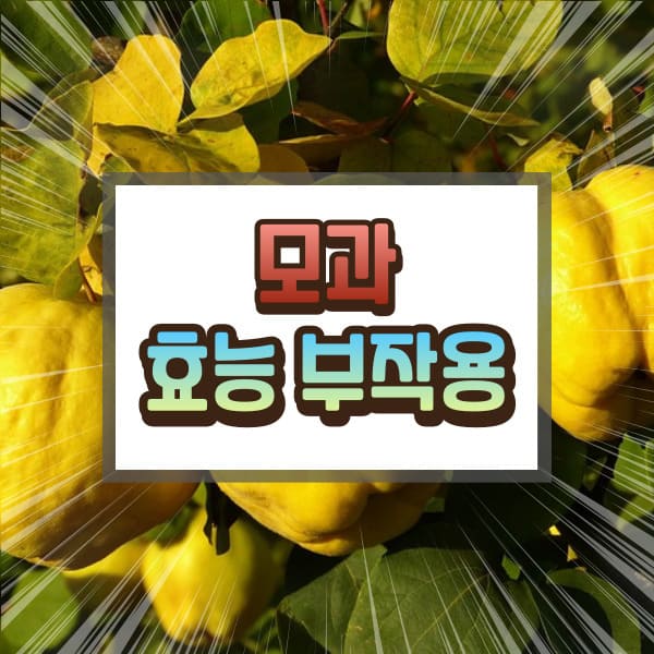 모과 효능 부작용