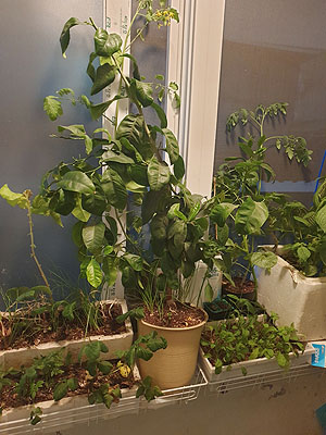 6년 된 레몬 나무