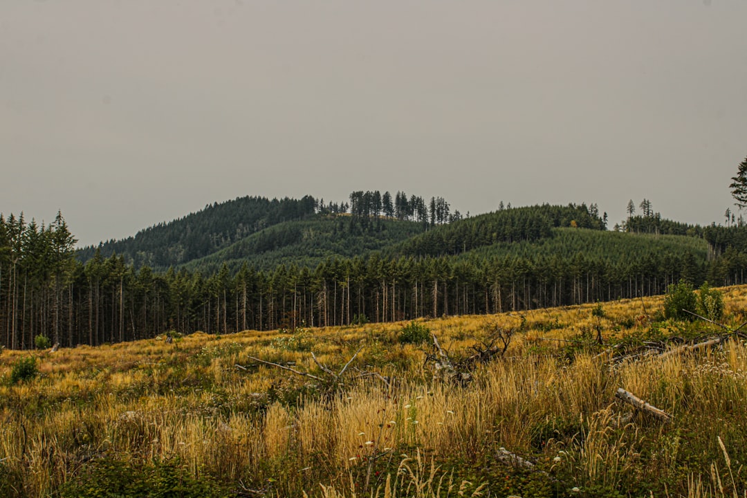 Forestry