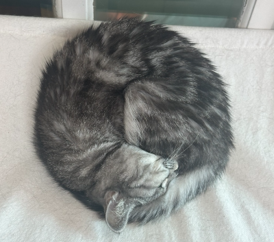 푹신한 해먹 위에서 몸을 동그랗게 말고 암모나이트 자세로 깊게 잠든 회색 고양이 별찌