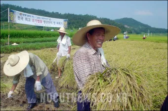 벼 재배 모내기 시기 분얼 관리 논 물대기_11