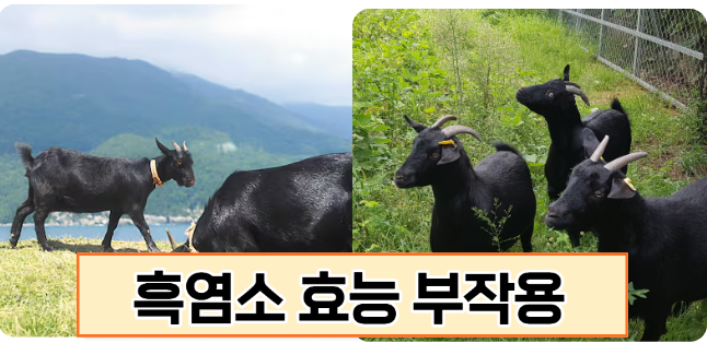 흑염소 효능