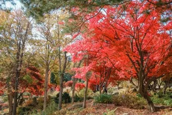 단풍구경 전국 명산 50대 이상 안전한 등산로 추천_10