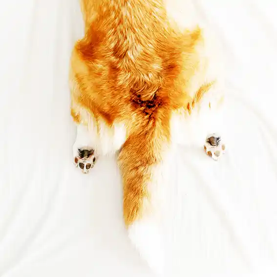 반려견 등록비 지자체 지원