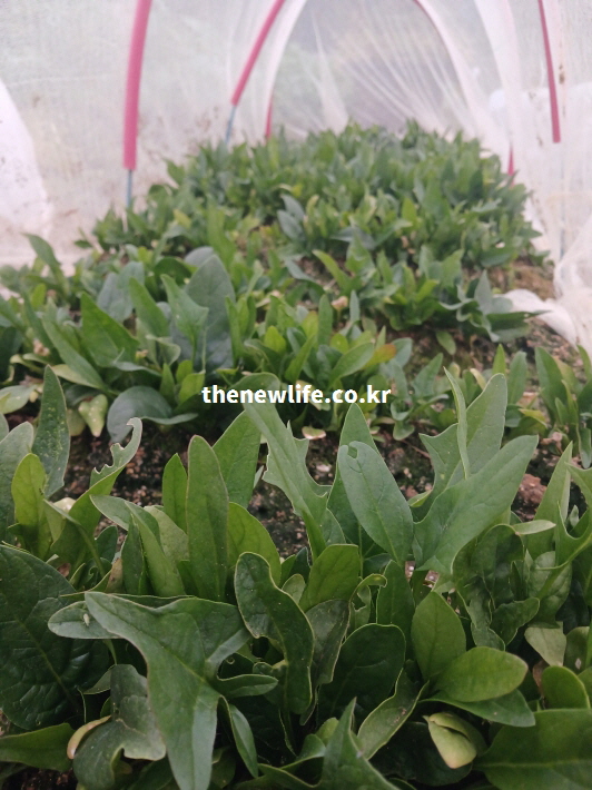 우리나라에서 재배되는 시금치 모습과 시금치 효능의 기초가 되는 재배 환경