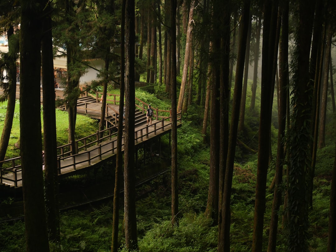 Nature Recreation Forest