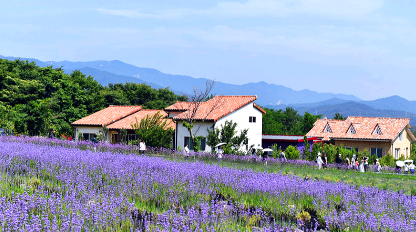 고성 하늬라벤더팜 라벤더축제