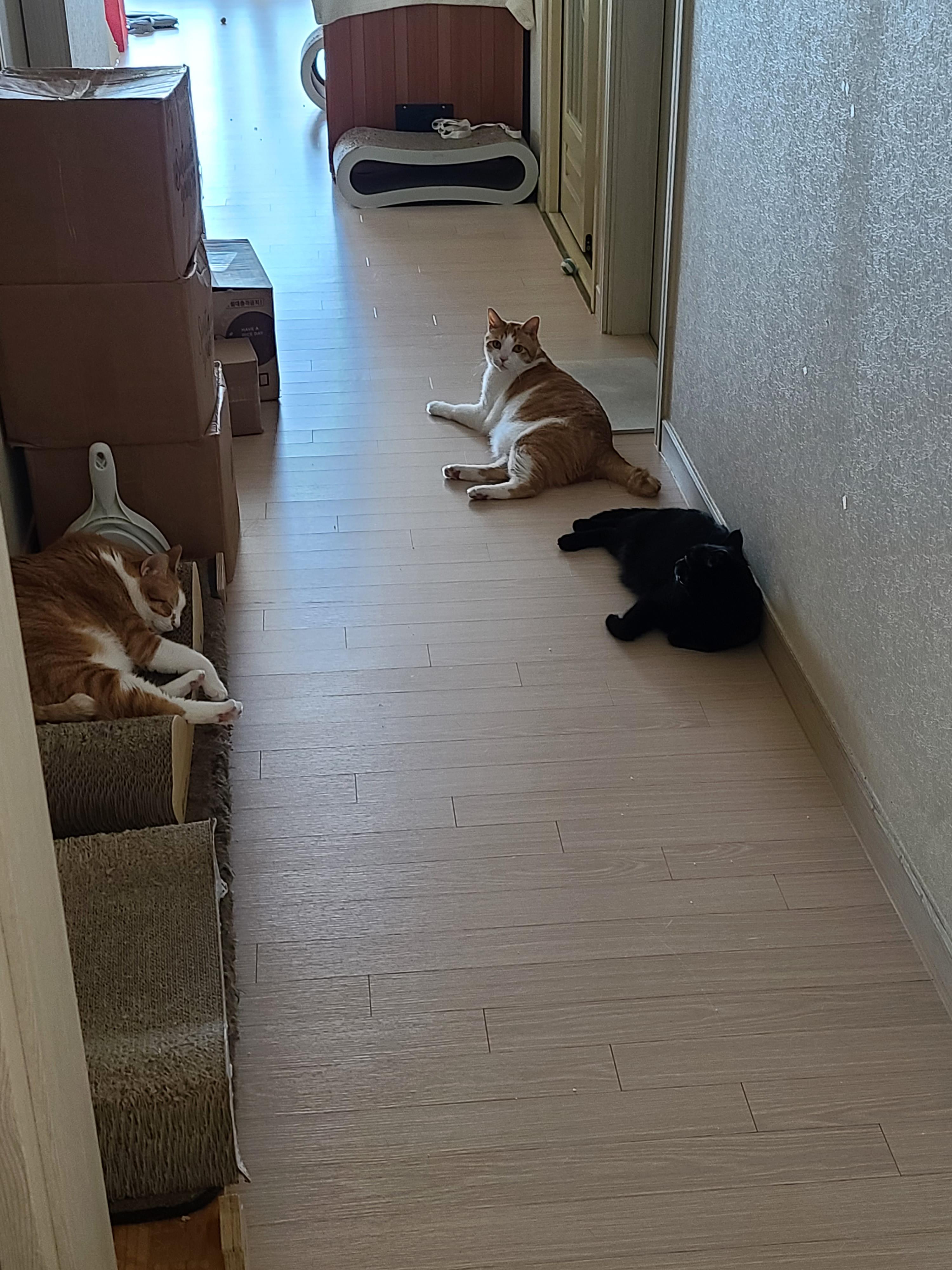 때가 되었다! 아이들 화장실 모래 전체갈이 한날.