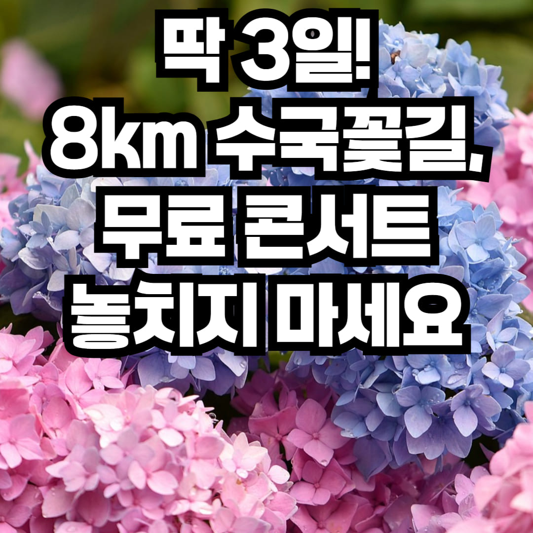 강진 수국길축제 2025