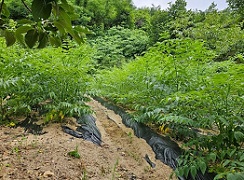 여름두릅수확처