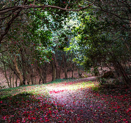 백련사 동백나무 군락