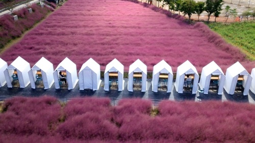 고창_핑크뮬리_축제