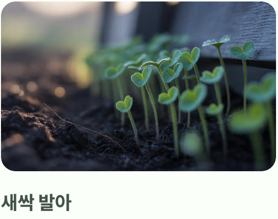 초보자도 OK! 파종과 솎아주기