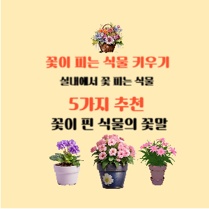 꽃이 피는 식물 키우기 실내에서 꽃 피는 식물 5가지 추천 세인트폴리아 양골담초 오렌지 쟈스민 제라늄 칼랑코에