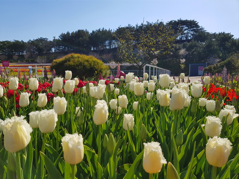 태안 튤립축제