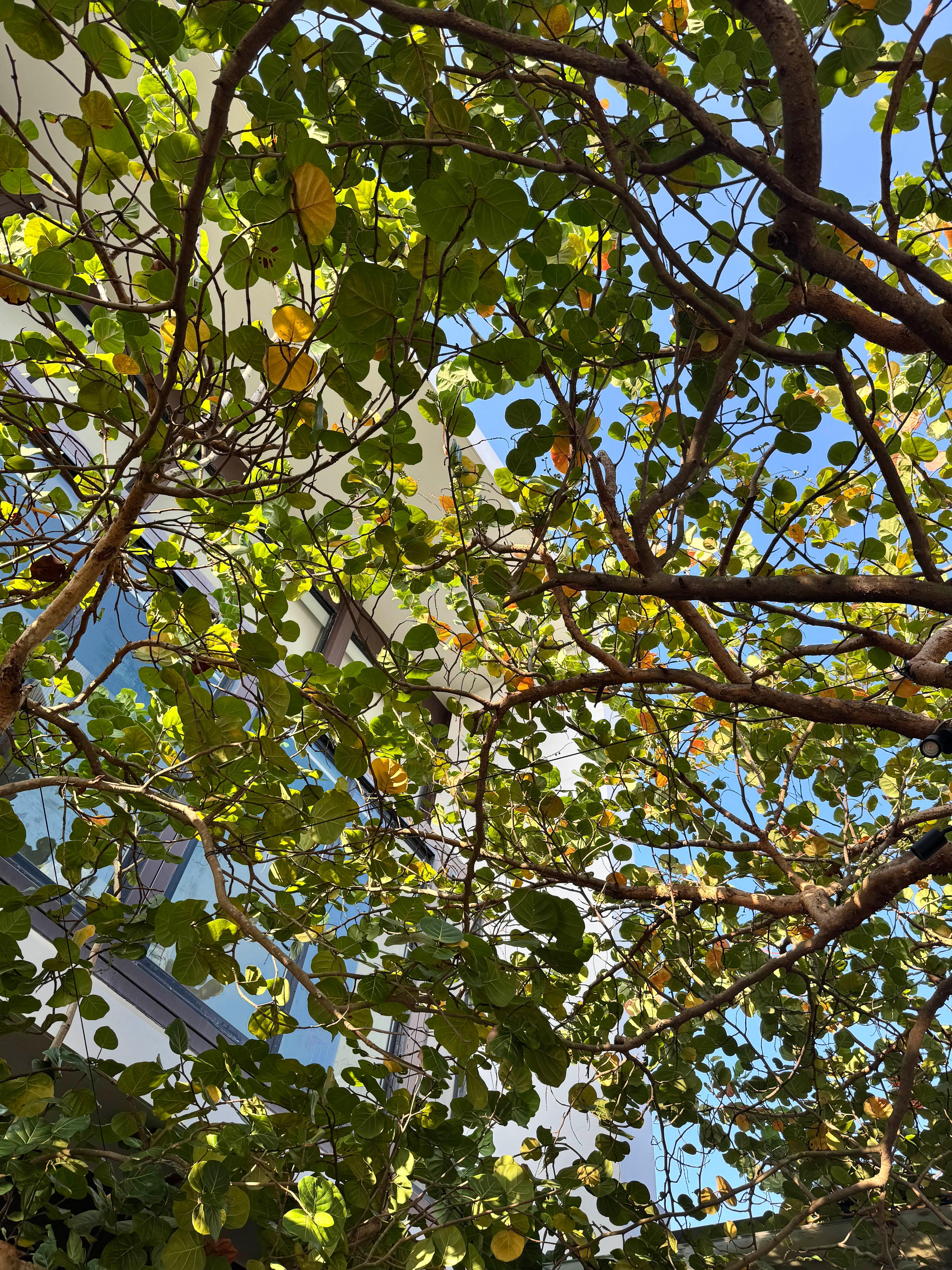 다낭 하얏트 리젠시 조식당