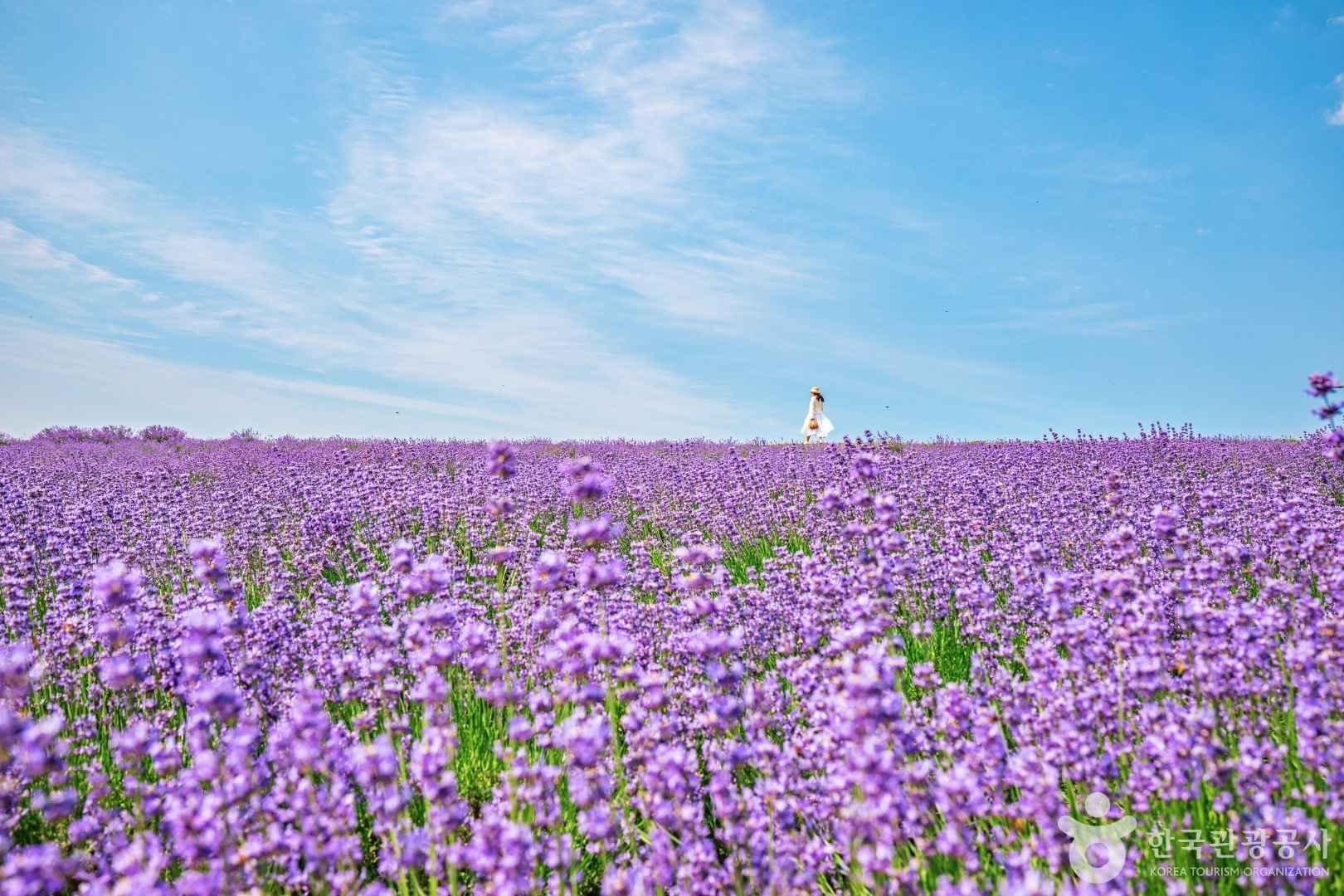 정읍 허브원 라벤더 농원