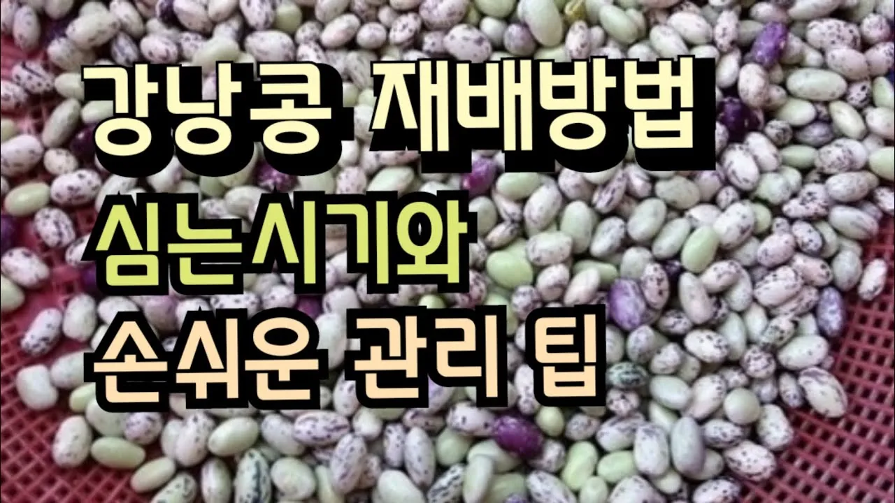 강낭콩 재배 파종 간격 잡초 억제 멀칭 요령_7