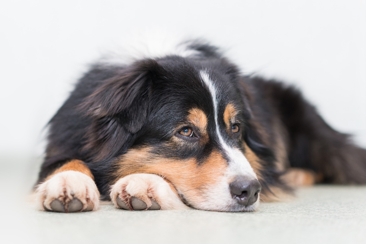 오스트레일리안 셰퍼드(Australian Shepherd)2