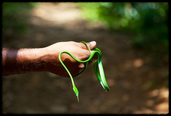 가을 산행에서 벌과 뱀 조심하는 법 - 안전한 산행을 위한 필수 가이