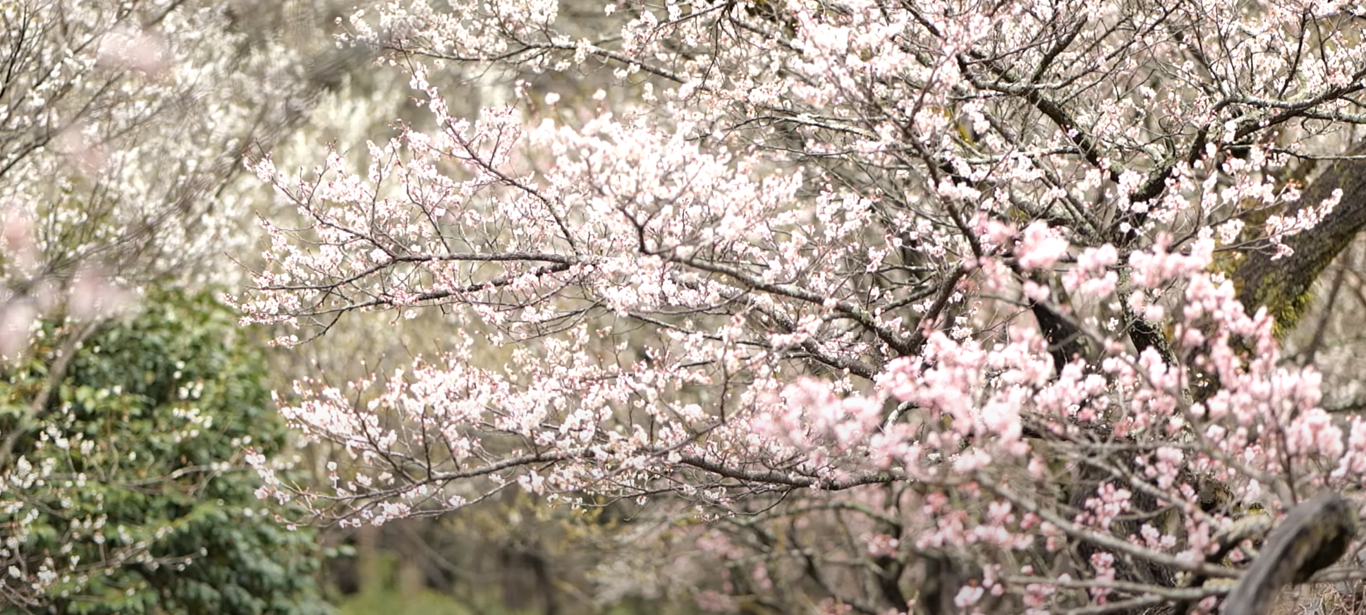선암사 봄꽃 축제 여행지