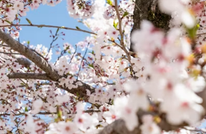 김천 연화지 벚꽃 개화 및 야경 주차 꿀팁