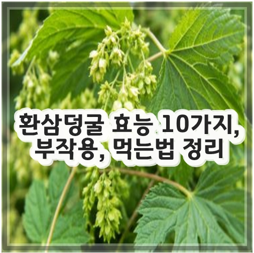 환삼덩굴 효능 10가지, 부작용, 먹는법 정리