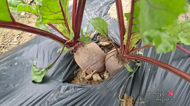 비트 재배 씨앗 불리기 발아 촉진 솎아 내기_1