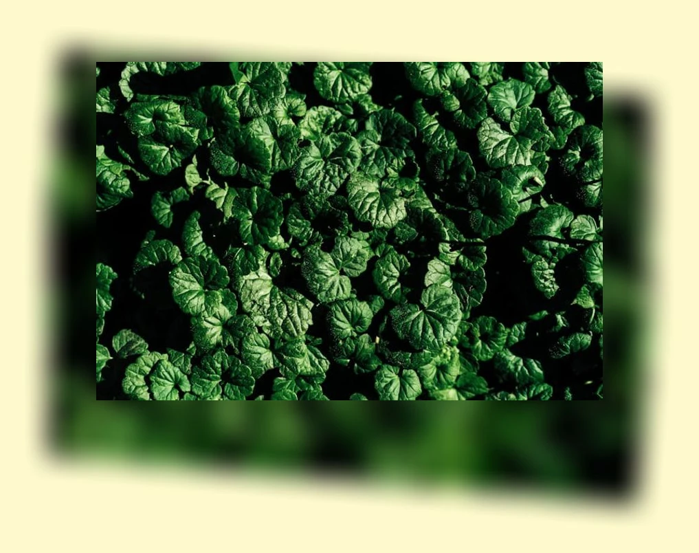 한방 다이어트_1_subsection