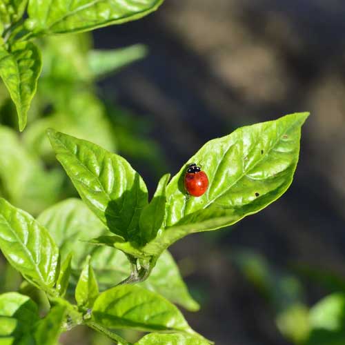 바질잎-무당벌레
