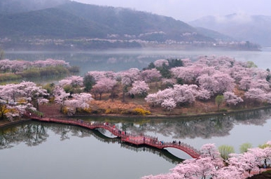 보문호 벚꽃길