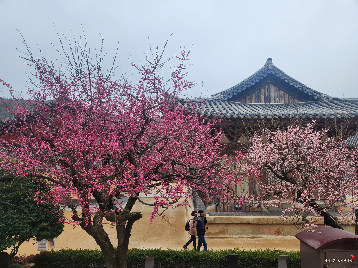 통도사 홍매화 개화 현황