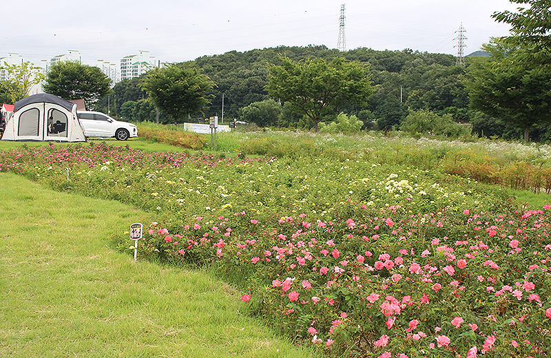 대구시 북구 금호강 오토캠핑장 소개