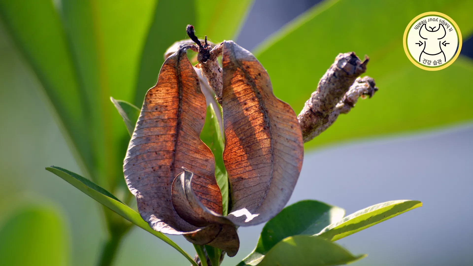 감염증 및 성병으로 인함
