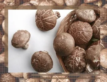 표고버섯 효능_16